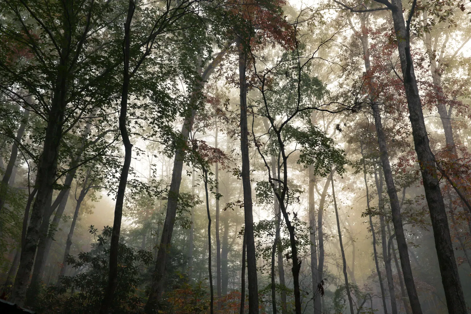 Misty forest canopy — fog burning off the valley