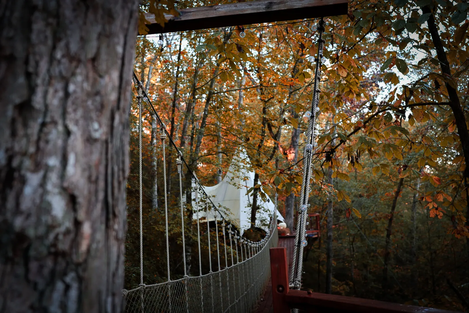 Bridge from side with trunk foreground
