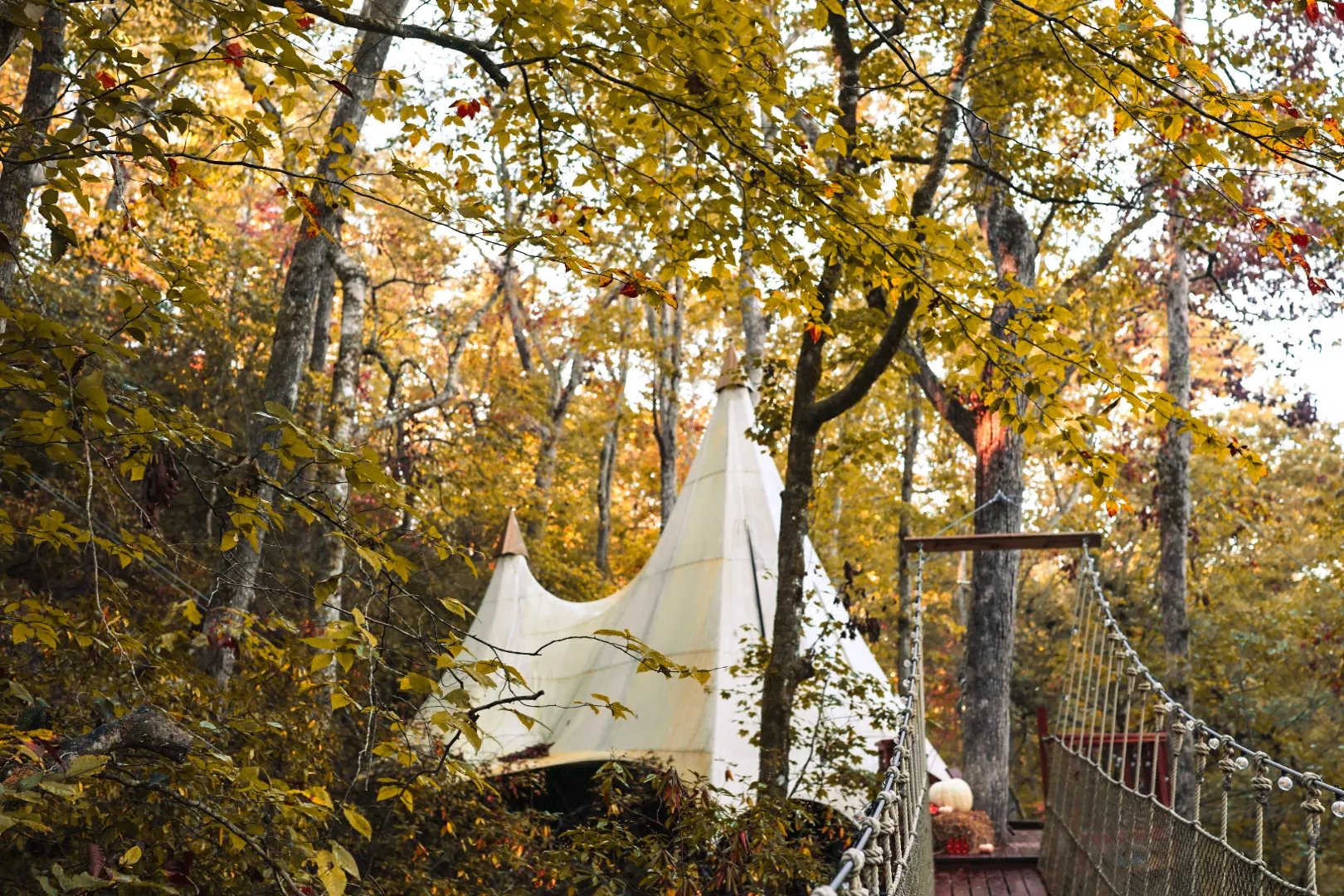Through the fall canopy.