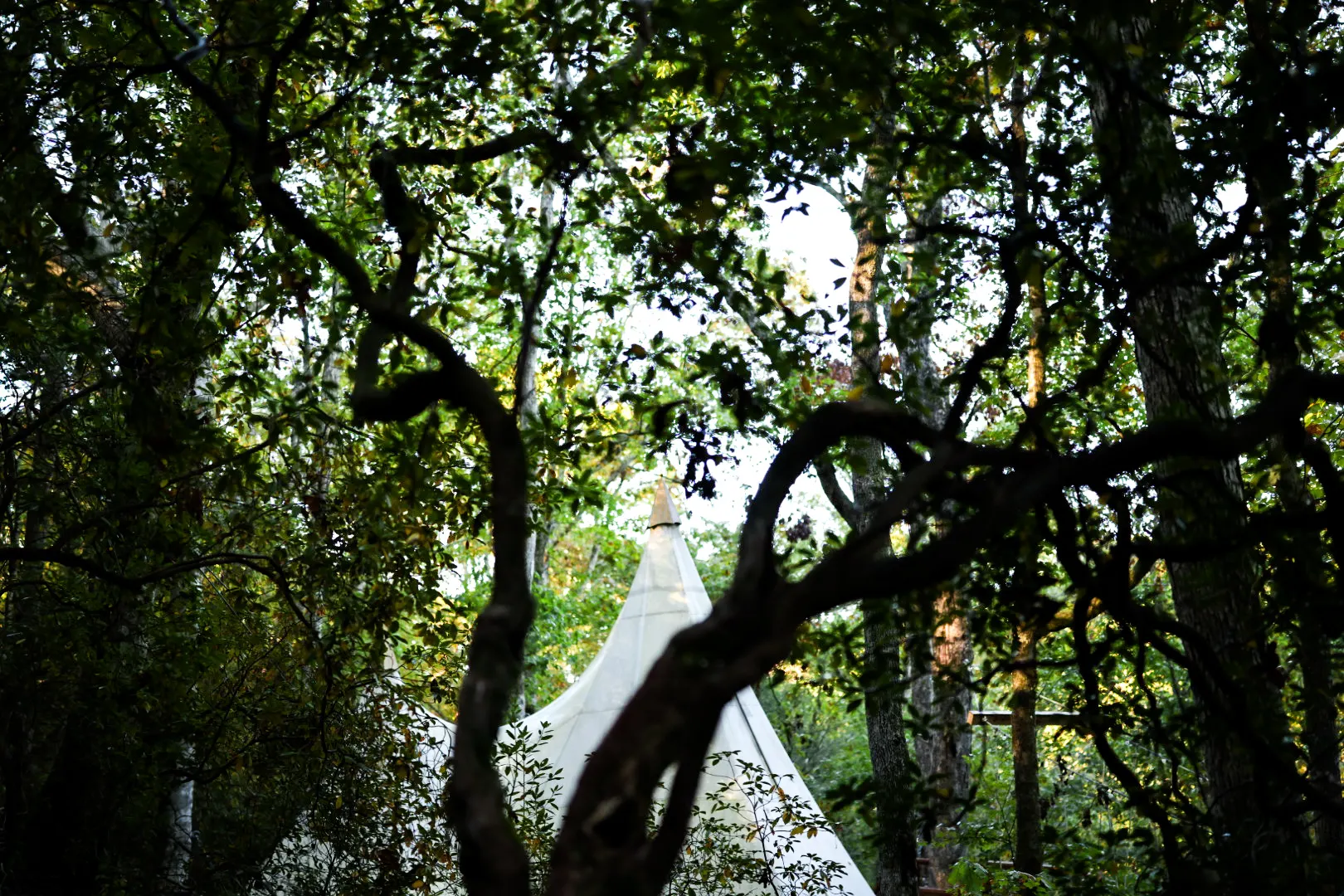 Summer branches frame the view.