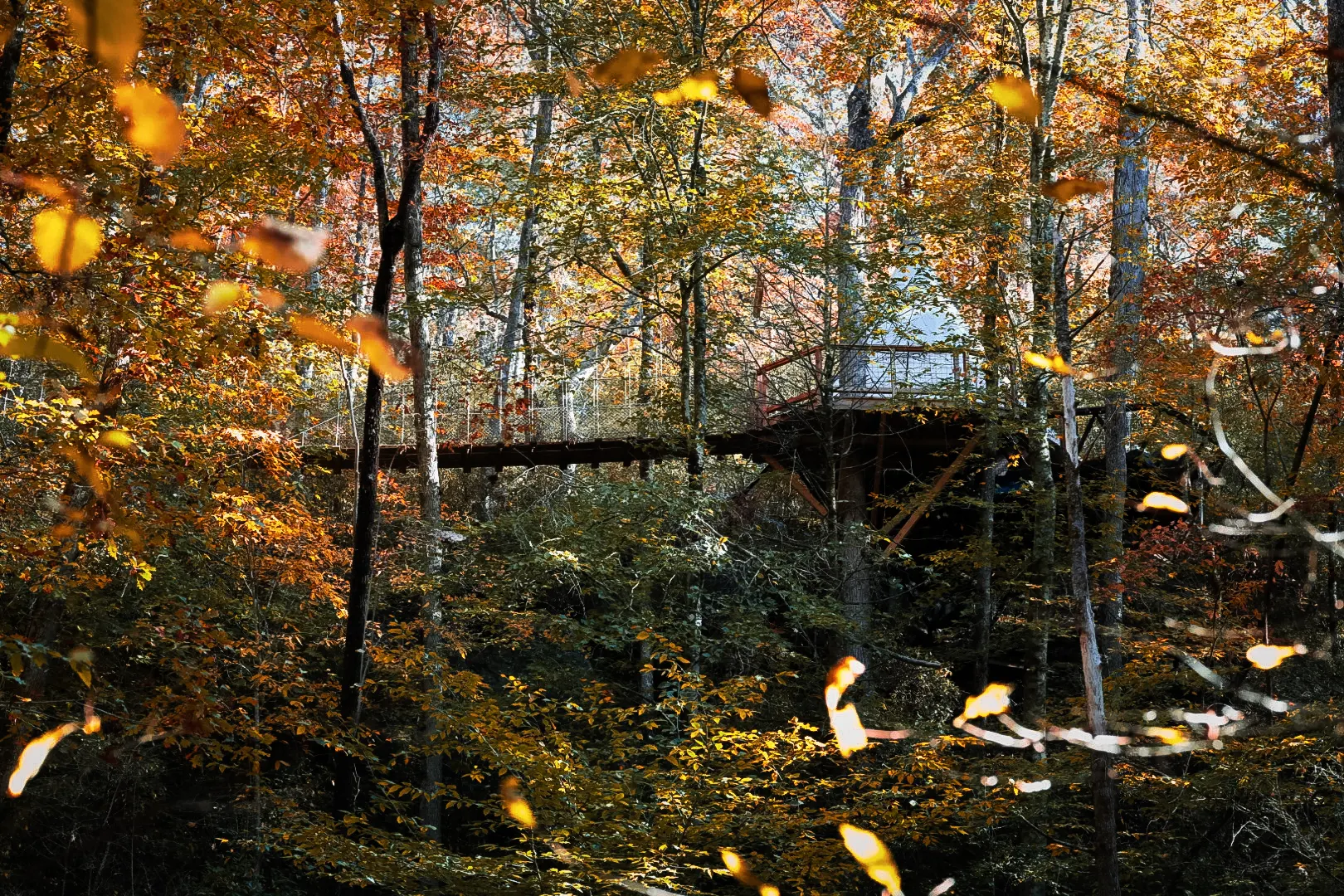 Platform through the fall canopy.