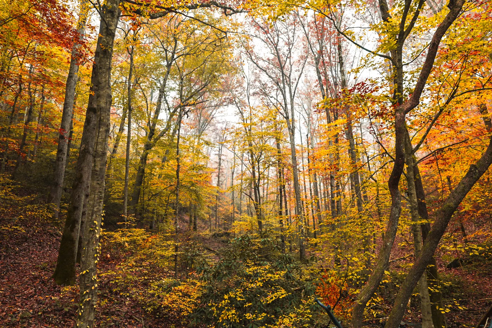 The forest floor in October.