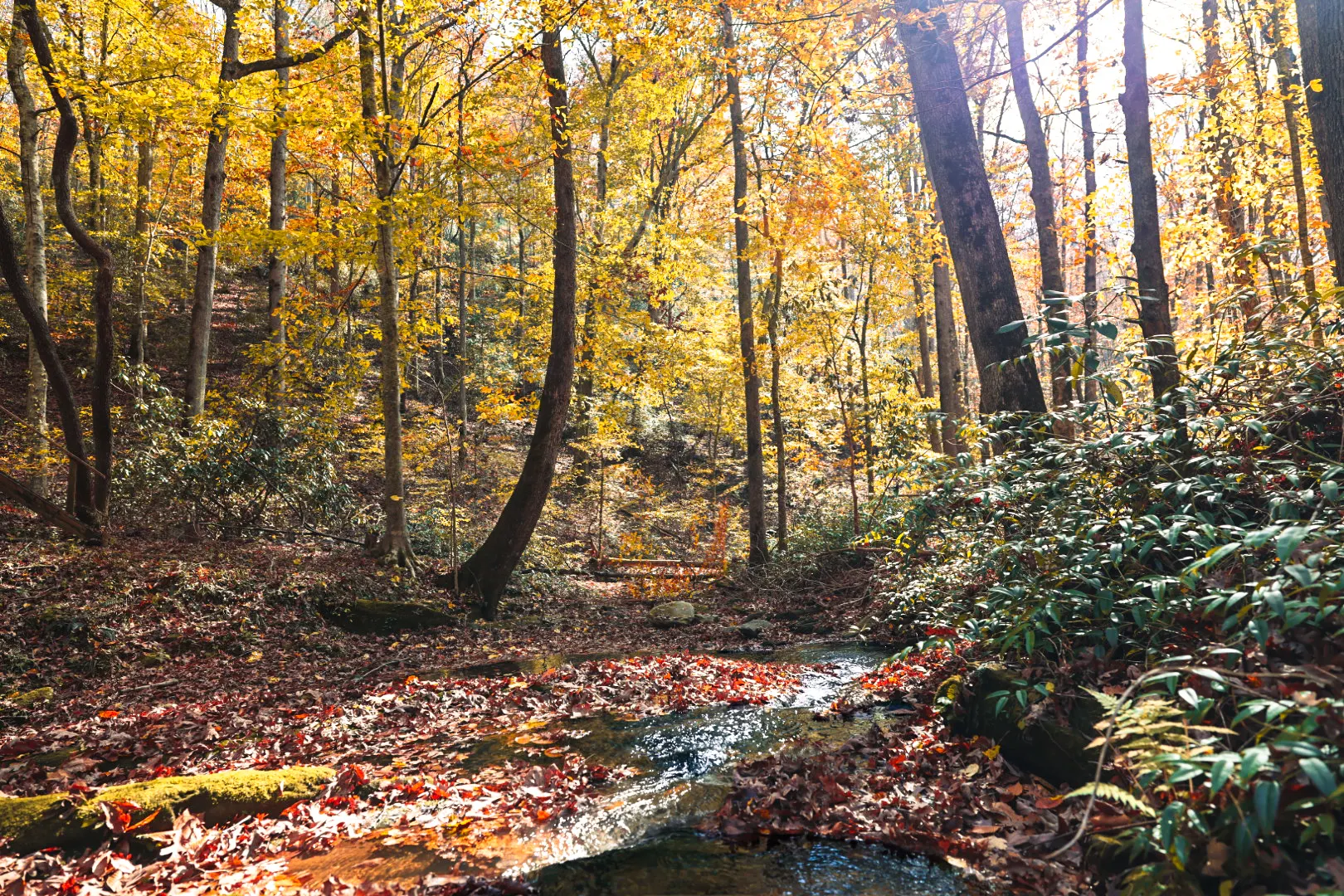Creek and canopy.