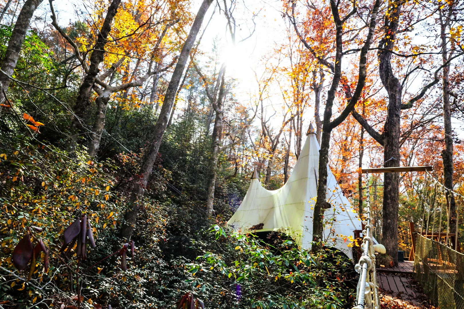 Sun flare through the canopy.