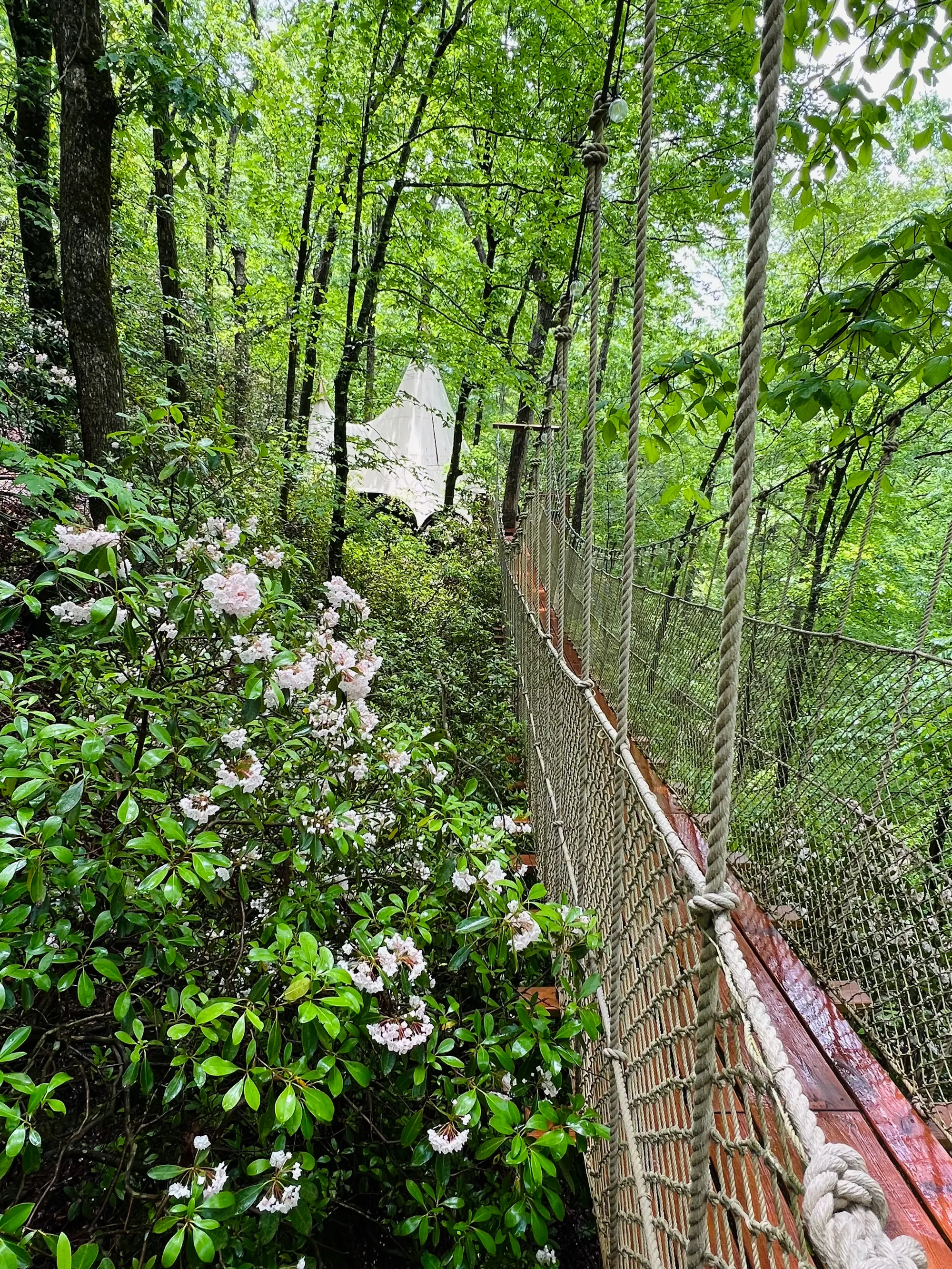 Spring. Mountain laurel in bloom.