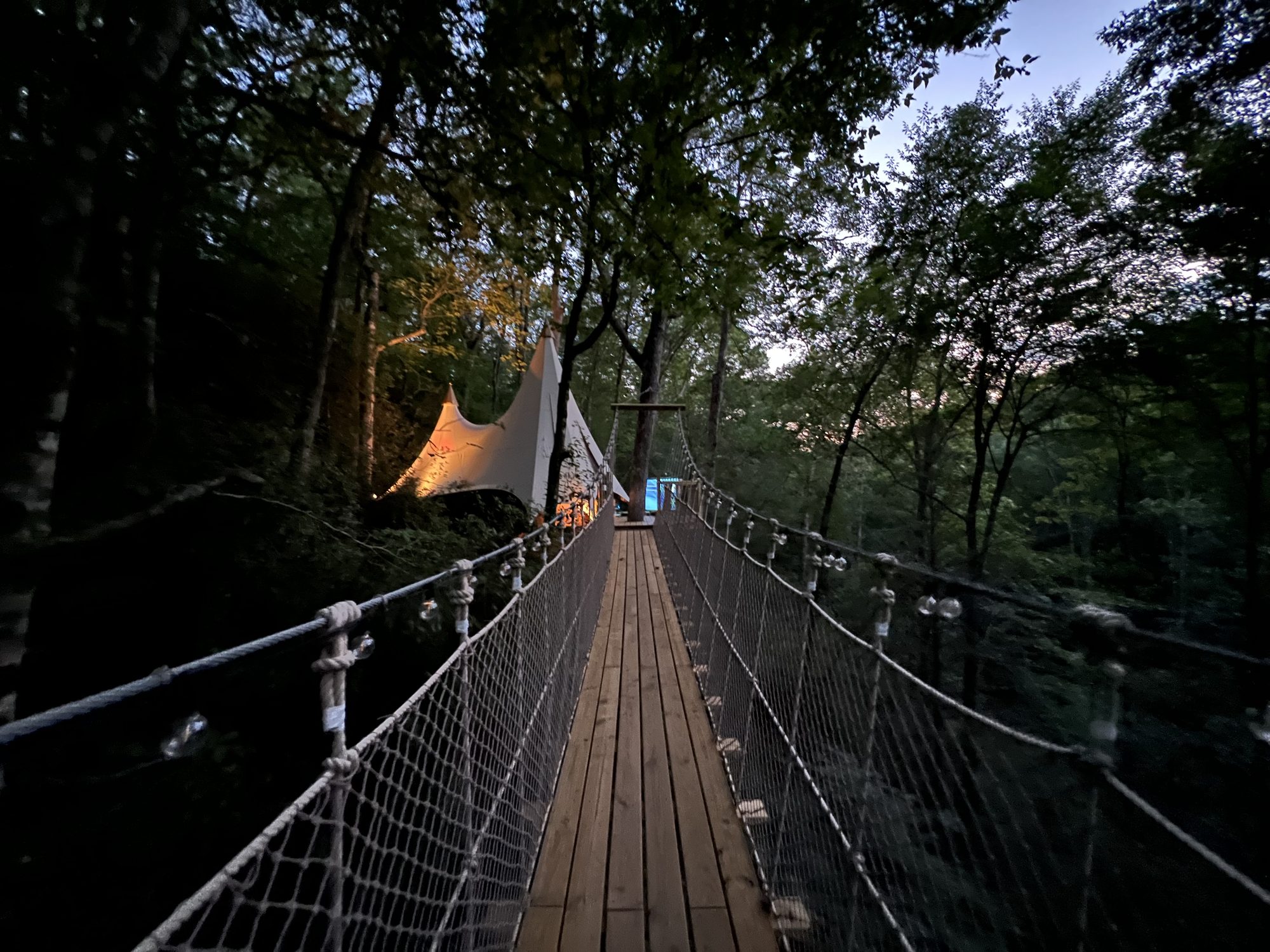 Spring wildflowers and mountain laurel