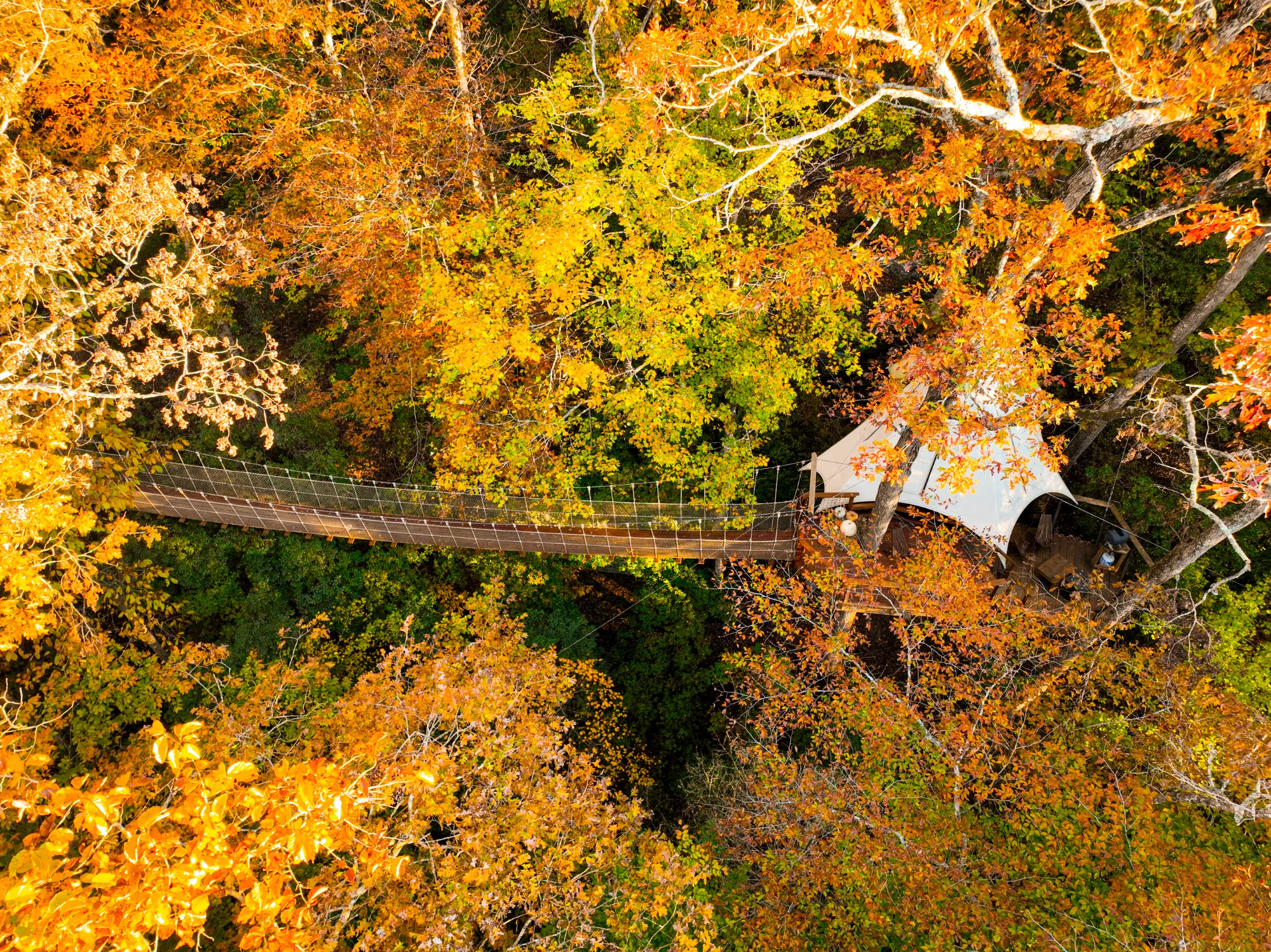 Loxley Forest Treehouse aerial view in fall