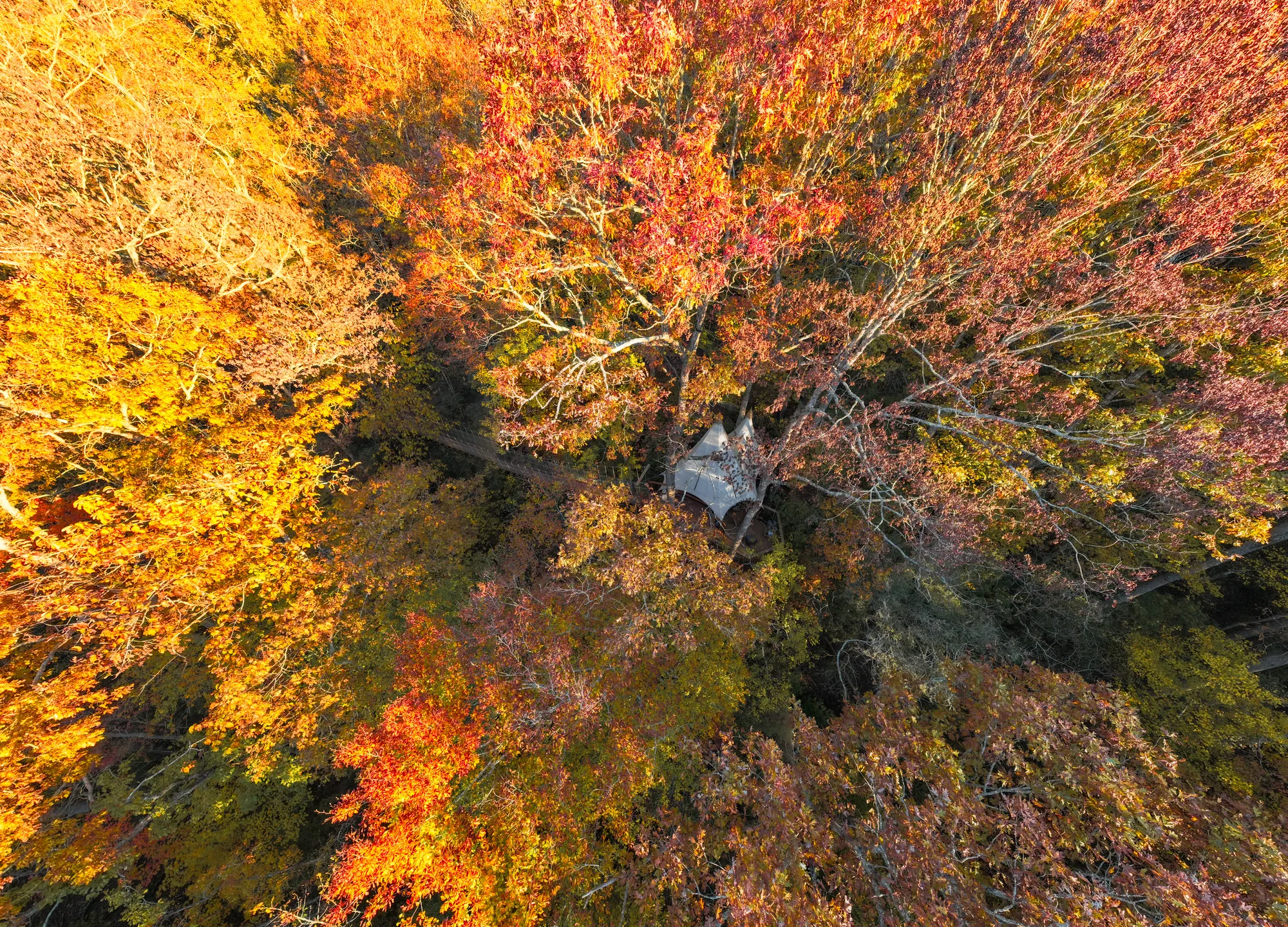 Aerial view of the 42-acre Loxley Forest property